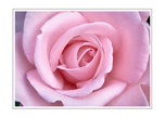 The Secret World of Flowers
