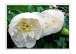 The Secret World of Flowers